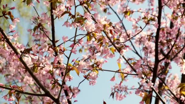 Blossoms Fall Trees Beautiful Blur Orchard Blooming Background Slow Motion — Video
