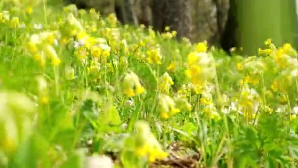 Primula Veris Cowslip Common Cowslip Bloom Collected Cowslip Basket Spring — Stock Video