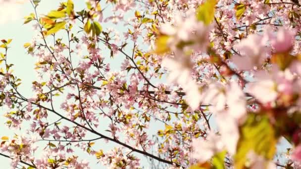 春の花を咲かせます 青空を背景に満開の桜桜 桜の花 春の日本庭園 実生植物の開花 新鮮な花の花びら — ストック動画