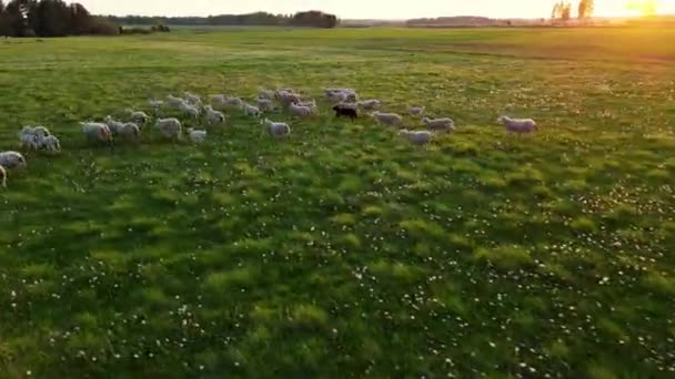 Kudde Schapen Grazen Groene Weide Met Zonsondergang Een Kudde Schapen — Stockvideo