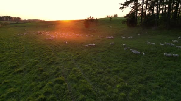 日没と緑の牧草地で羊の放牧の群れ 羊の群れ進む草原の牧草地に移動します 黒い羊1頭 羊飼いは道に沿って動物を導き放牧します 丘の羊 — ストック動画