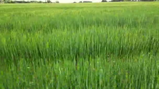 Prachtig Uitzicht Eindeloos Groen Landbouwveld Bewolkte Lentedag Drone Vliegt Oogstgewassen — Stockvideo
