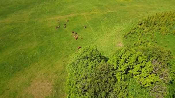 令人惊奇的奶牛在美丽的草地上 空中无人驾驶飞机拍的奶牛在牧场上吃草 靠近种马的牛群和奶牛在田里吃草 草地上的奶牛直接看着无人驾驶相机 — 图库视频影像