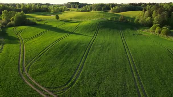 Dron Letí Nízko Nad Kukuřičným Polem Venkovská Krajina Farma Slunečné — Stock video