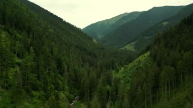 Çam ormanlarına ve dağ vadisine doğru ilerliyoruz. Yeşil dağların panoramik manzarası. Avrupa İtalya Alpleri açık yeşil doğa dağları vahşi. - Evet. Yüksek kalite 4k görüntü