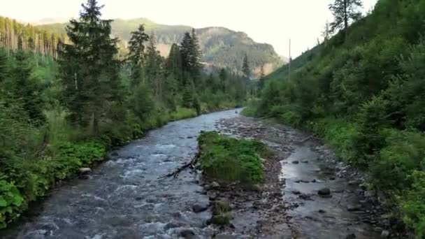 Natura Fiume Cascata Foresta Sole Mattina Magica Wild Mountain River — Video Stock