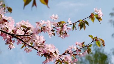 Slow motion of honey bees pollinating pink cherry blossoms in full bloom. Swaying in the wind blue sky japan. Spring cherry blossoms in full bloom. Beautiful nature scene blooming Apricot blossoming