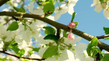 Kiraz ağacında kiraz çiçeğinin beyaz çiçekleri. Japon sakura Hanami. Bahar Rüzgarında Uçan Kiraz Çiçeği Yaprağı. Kiraz çiçeği konsepti. Beyaz taç yapraklarıyla bezenmiş. Yüksek kalite 4k görüntü