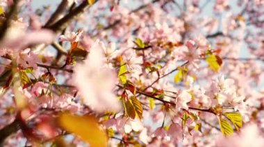 Blossoms fall from trees against beautiful blur orchard blooming background slow motion. Spring view of opening Sakura flowers on branches Cherry tree. Falling cherry blossoms on sunny spring. Japan.