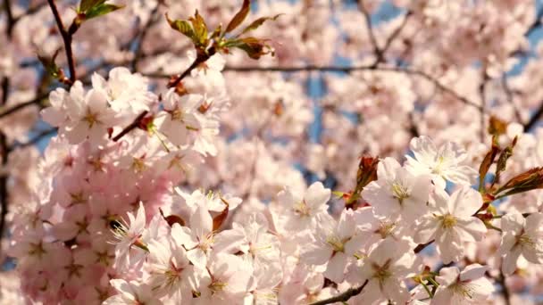 Рожева Вишня Квітуча Тлі Яскравого Східного Неба Вишнева Гілка Квітами — стокове відео