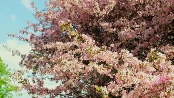 Весенние Цветы Цветут Цветущая Вишня Полном Расцвете Фоне Голубого Неба — стоковое видео