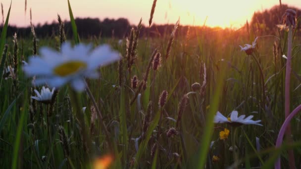 Beyaz Papatya Çayırları Beyaz Papatya Çiçekleri Gün Batımı Işıklarında Çayırda — Stok video