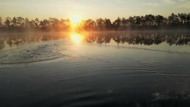 Дикие Перелетные Птицы Взлетают Великом Восходе Солнца Туманом Заднем Плане — стоковое видео