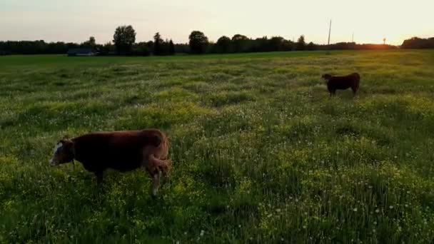 在一片美丽的日落色的田野里 在草地上吃草 奶牛场绿地上的牛 养牛场在绿地里给牛拍空中照片 吃干草 — 图库视频影像