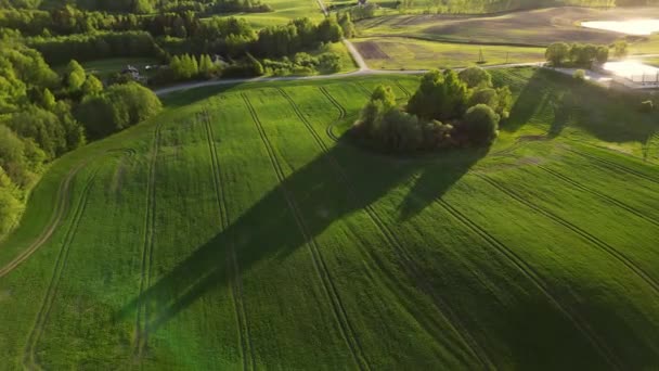 晴天鸟瞰农业区和绿色波浪形田野 美丽的北欧国家爱沙尼亚在一个夏夜 农产工业 日落时分乡村的林地和农田 — 图库视频影像