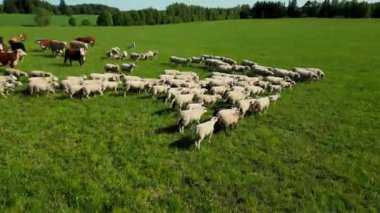 Yeşil çayırlarda gün batımında otlayan koyun sürüsü. Koyun sürüsü otlakta ilerliyordu. Bir yüz karası. Çobanlar otlamak için hayvanlara yol gösterir. Tepelerde koyunlar. 