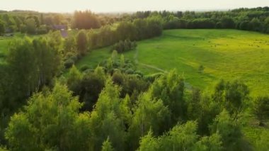 Bulutlu bahar gününde sonsuz yeşil tarım arazisinin güzel manzarası. İnsansız hava aracı hasat ekinleri üzerinde uçuyor. Drone kırsal kesimlerdeki buğday tarlaları üzerinde uçuyor. Estonya 'da 4K 60fps.