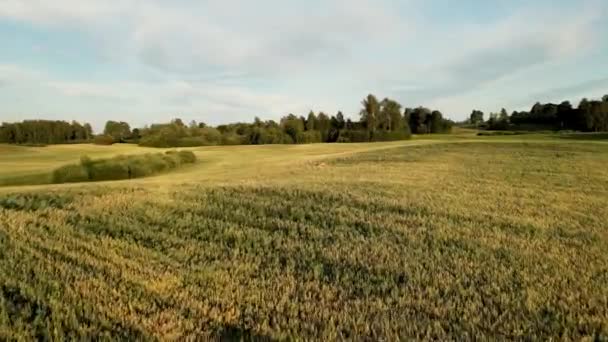 落日时分环视雾蒙蒙的草地 鹿在田里吃干草 夏季在干草场上吃橙皮的野生动物 — 图库视频影像
