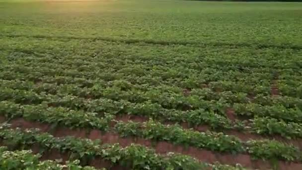 Gyönyörű Kilátás Végtelen Zöld Mezőgazdasági Területen Felhős Tavaszi Napon Drón — Stock videók
