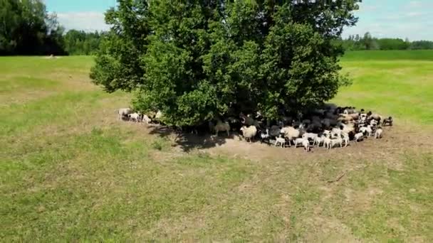 Flock Sheep Grazing Green Meadow Sunset Flock Sheep Moving Forward — Stock Video