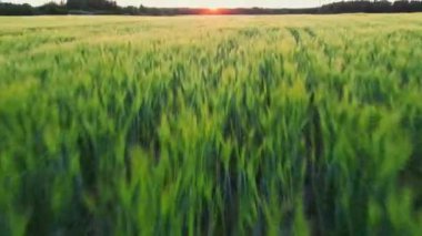 Gün batımında buğday tarlası olan kırsal alan. Altın buğday tarlası ve güneşli bir gün. Yeşil tarla ya da mısır tarlasının güzel çevre manzarası. Yaz günbatımı manzarası. Günbatımında tarım hasadı.