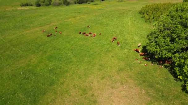 奶牛在田里吃草吃草吃草奶牛场绿地上的牛 养牛场成群的奶牛 奶牛场 牛吃干草和青贮 品种包括斑点公园 — 图库视频影像
