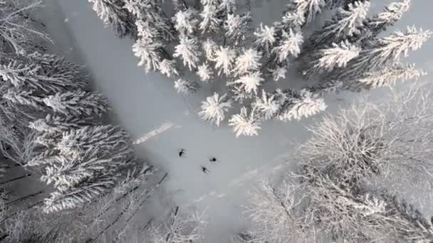 美丽的冬季风景和人们滑雪 地面和树木覆盖着厚厚的一层新鲜蓬松的雪 在寒冷的早晨 空中的冬季风景和覆盖着积雪的松树 — 图库视频影像