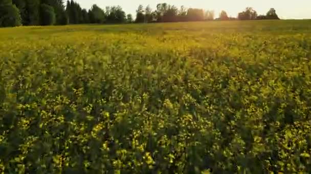 꽃밭을 비행을 닫습니다 기름의 농지요 노란색 캐놀라 해상도로 한국어 고품질 — 비디오