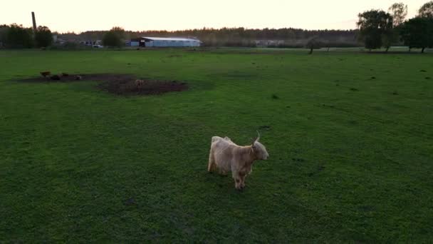 Close Stud Beef Bulls Cows Grazing Grass Field Beautiful Sunset — Stock Video