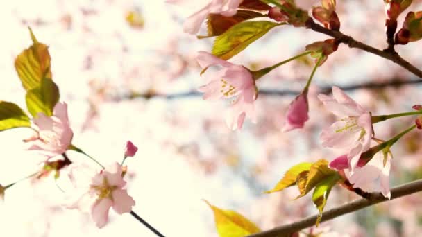 Квіти Весни Розквітають Cherry Blossom Blossoming Cherry Tree Full Bloom — стокове відео