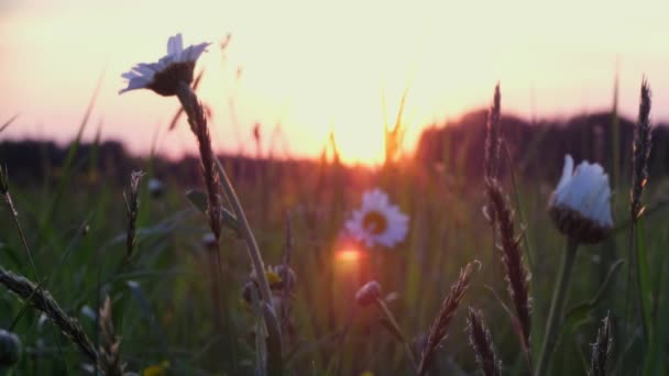 Vita Tusensköna Blomsterängar Vita Tusensköna Blommor Fält Äng Solnedgången Ljus — Stockvideo