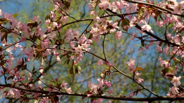 Pink Cherry Blooming Bright Sunrise Sky Cherry Branch Flowers Spring — стоковое видео