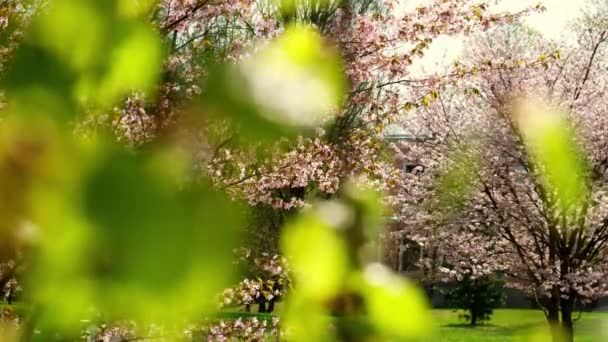 Abelhas Mel Polinizando Flores Cereja Rosa Plena Floração Balançando Vento — Vídeo de Stock
