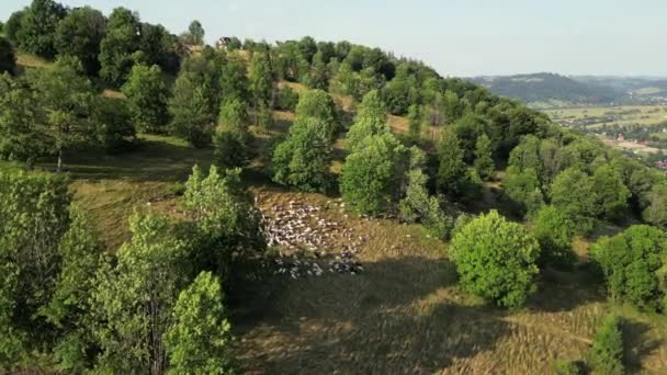 Zakopane山丘上的羊的空中照片 无人机在山顶的田野森林的背景下飞过山景 成群的羊被群集在山上 是的高质量4K — 图库视频影像