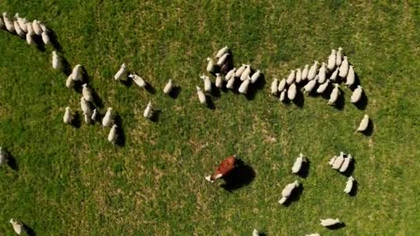 空中无人侦察机看到一群羊在草地上吃草 牧羊群 绿色田野中的羊群群 在春天的牧场上俯瞰牧羊群 高质量的4K镜头 — 图库视频影像