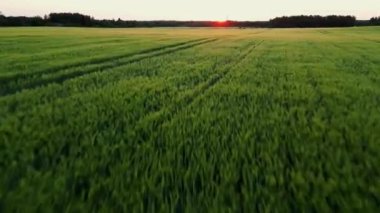 Hasat mevsiminde ve günbatımında Kore pirinç tarlaları, Gündoğumunda yeşil tarım tarlaları. Gün batımında Buğday Tarlası 'nın hava görüntüsü. İnsansız hava aracı ekinlerin üzerinde uçuyor Muhteşem Gündoğumu. Yüksek kalite 4k