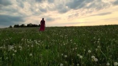 Bekar bir kadının karahindiba tarlasında yürüdüğü görüntüler. Güzel sarışın kraliçe yeşil doğayla yürüyor fırıl fırıl dönüyor kırmızı polka elbiseyle dans ediyor. Yumuşak Tohumlar Uçuyor.