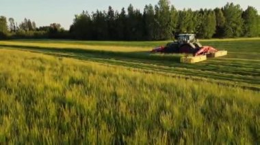 Sahada birleşiyor. Hasatların hava görüntüsü. Tarladaki tarlaları biçmek için mısır tarlasında hasatçı. Traktördeki tarımcı çim biçme makinesiyle taze yeşil çim biçer. tarımsal alanda çalışmak.