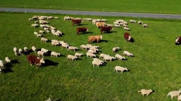 奶牛和绵羊一起在田野里吃草 无人机动物镜头 空中无人侦察机拍的奶牛在牧场上吃草 牛羊成群 奶牛场绿地上的牛 — 图库视频影像