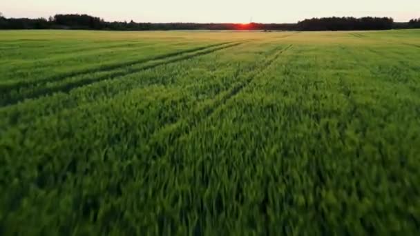 韩国稻田在收获季节和日落 绿色农田在日出 日落时的麦田空中录像 无人机飞过收获的庄稼神奇的日出 高质量4K — 图库视频影像
