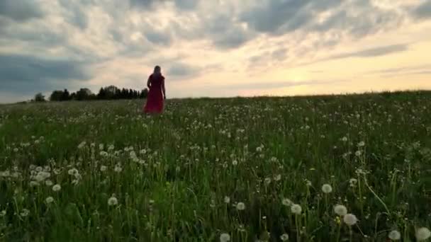 Πλάνα Ανύπαντρης Γυναίκας Φόρεμα Περπατάει Στον Τομέα Της Πικραλίδας Όμορφη — Αρχείο Βίντεο