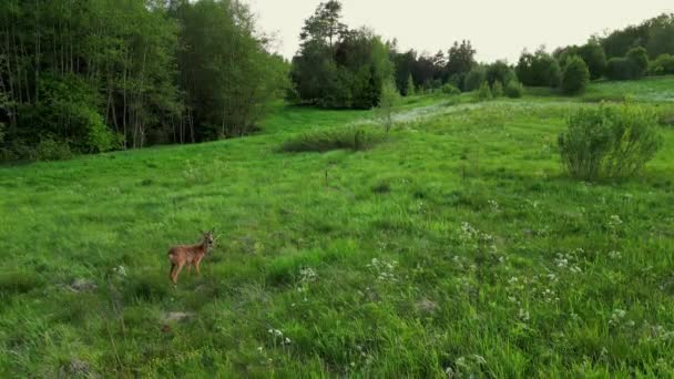 ワイルド ディアが野生に突き刺した 白いテールの鹿がアラートの耳を回転する 自然環境 野生動物の森の風景 風景の赤い鹿のカプリオラス — ストック動画