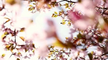 Blowing Cherry Blossoms under The Blue Sky in Spring. Fluttering in the Soft Breeze, Cherry Blossoms Sakura Flowers in A Japanese Garden in Spring. South Korea, Japan. Floral Pink Image. 