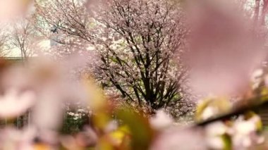 Blossoms fall from trees against beautiful blur orchard blooming background slow motion. Spring view of opening Sakura flowers on branches Cherry tree. Falling cherry blossoms on sunny spring. Japan.
