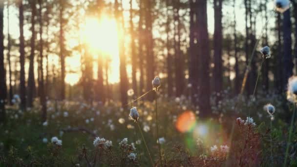 美しい夕日や日の出に風に対して振る草の花を閉じます 日没に 自然な夏の背景 ゴールデンアワーショット 浅い深さのフィールド 4Kについて — ストック動画