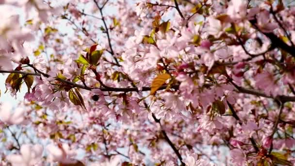 Peach Tree Blooming Sunrays Shimmering Rays Sunset Background Spring Cherry — Vídeo de stock
