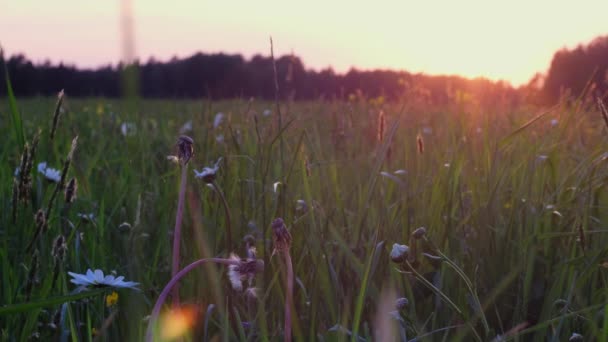 白色的雏菊在田野的草地上 黄昏时分 白色的雏菊在田野的草地上绽放 一片片白色的雏菊在风中摇曳着 近在咫尺 日落时菊花和其他野花 高质量4K — 图库视频影像