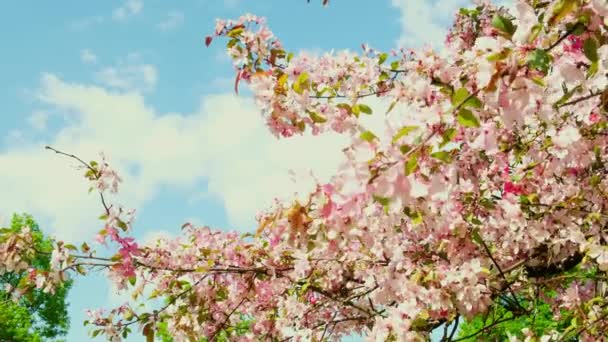 Flowering Cherry Flowers Pink Blue Natural Background Cherry Blossoms Fluttering — Wideo stockowe