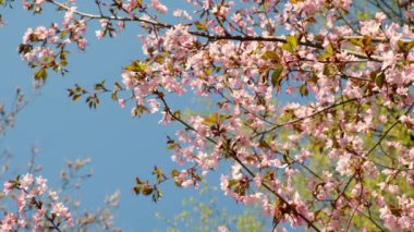 Pink cherry blooming against bright sunrise sky. Cherry branch with flowers in spring bloom. Landscape of the cherry blossom. Golden sunbeams falling on beautiful sakura flowers against blue sky. 