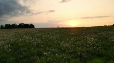 Bekar bir kadının karahindiba tarlasında yürüdüğü görüntüler. Güzel sarışın kadın kraliçe yeşil doğayla yürüyor fırıl fırıl dans ediyor kırmızı polka elbiseli Fluffy Seeds Flying ile dans ediyor. Estonya